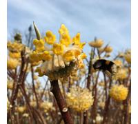 Plants2Gardens Edgeworthia Honey Sunshine 3ltr