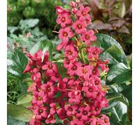 Plants2Gardens Escallonia Red Dream 4.5ltr