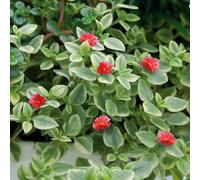 Plants2Gardens Essential Basket Fillers 5 x 9cm