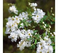 Plants2Gardens Exochorda The Bride 2ltr