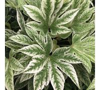 Plants2Gardens Fatsia Spiders Web in 7.5 Litre Pot