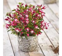 Plants2Gardens Fuchsia Fuchsita Collection 10 x 9cm