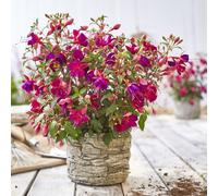 Plants2Gardens Fuchsia Fuchsita Collection 5 x 9cm
