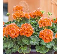 Plants2Gardens Geranium Dolce Vita Collection 5 x 9cm