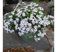 Plants2Gardens Gypsophila Pretty Maid 3 x 9cm