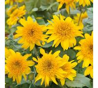 Plants2Gardens Helianthus Sunfinity Double Yellow 3x2ltr