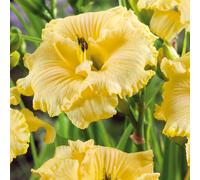 Plants2Gardens Hemerocallis Collection Bare Root x3