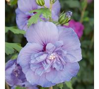 Plants2Gardens Hibiscus Blue in 4.5 Litre Pot