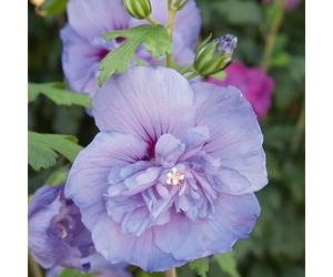 Plants2Gardens Hibiscus Blue in 4.5 Litre Pot