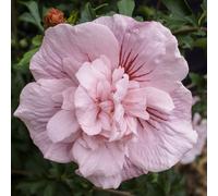 Plants2Gardens Hibiscus Pink Chiffon 3ltr