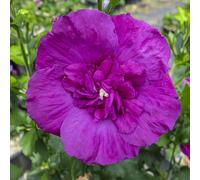 Plants2Gardens Hibiscus Purple Chiffon in 3 Litre Pot