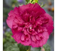 Plants2Gardens Hibiscus Ruby Chiffon in 3 Litre Pot