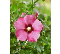 Plants2Gardens Hibiscus Woobridge 3L