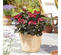 Plants2Gardens Hydrangea After Midnight 5ltr