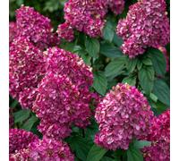 Plants2Gardens Hydrangea Bloody Mary 3ltr