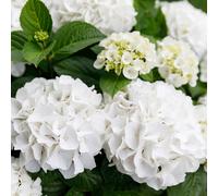 Plants2Gardens Hydrangea Forever & Ever 2ltr PINK