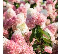 Plants2Gardens Hydrangea Strawberry Blossom 4.5ltr