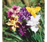 Plants2Gardens Iris Peacock Mix 10 x Bare Roots