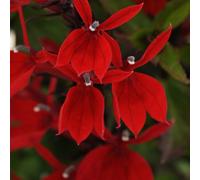 Plants2Gardens Lobelia Starship 3 x 2ltr