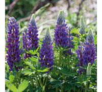 Plants2Gardens Lupin Lupini Collection 3 x 2ltr