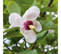 Plants2Gardens Magnolia Sieboldii 5ltr