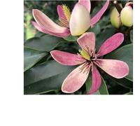 Plants2Gardens Magnolia Stellar Ruby 3ltr