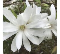 Plants2Gardens Magnolia Stellata 5ltr