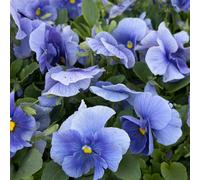 Plants2Gardens Pansy Pro Clear Light Blue 20 x 5cm Plants