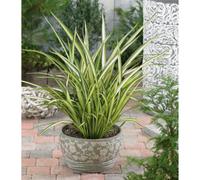 Plants2Gardens Phormium Cream Delight 3ltr