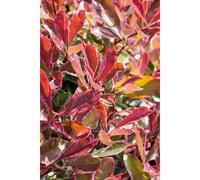 Plants2Gardens Photinia Pink Marble Patio Standard in 9 Litre Pot