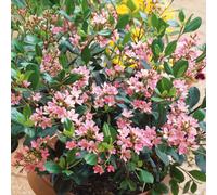 Plants2Gardens Rhaphiolepsis Indica Pink Cloud 1.5ltr