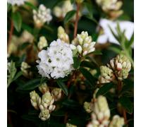 Plants2Gardens Rhododendron Arctic Tern 3ltr