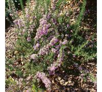 Plants2Gardens Rosemary Majorca Pink 3ltr
