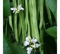 Plants2Gardens Runner Bean Collection 6 x7cm multi sown