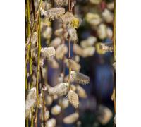 Plants2Gardens Salix Armando 3ltr