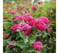 Plants2Gardens Spirea Double Play 4.5L