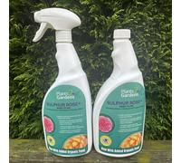 Plants2Gardens Sulphur Rose Plus Twin Pack