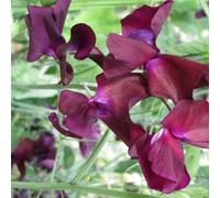 Plants2Gardens Sweet Pea Love Saves The Day Mix 6 x 5cm Mulit Sown