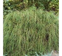 Plants2Gardens Thuja Whipcord 3ltr