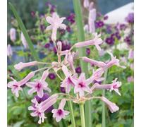 Plants2Gardens Tulbaghia Purple Eye 3 x 9cm