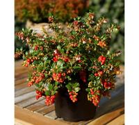Plants2Gardens Vaccinium Fireballs 2ltr