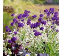 Plants2Gardens Verbena Rigida 3 x 9cm