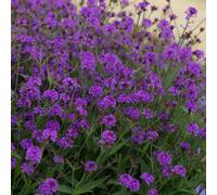 Plants2Gardens Verbena Santos Purple 6x5cm Garden Ready Plants