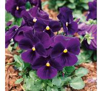Plants2Gardens Viola Mix 5x9cm