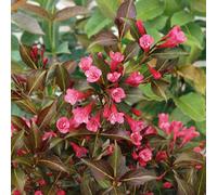 Plants2Gardens Weigela Arabian Nights 4.5L