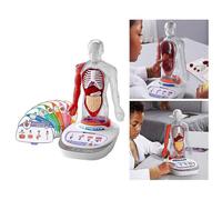 Plastic Human Torso Body Anatomy Model Realistic Learning Talking Children Kids