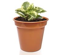 Plastic Plant Pot with Drainage Hole,20CM/8" Nursery Plant Pots, Terracotta Pots, Flower Pots for Indoor & Outdoor | Ideal for Cultivation, Terracotta