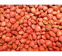 PLAT FIRM Germination Seeds: 100 - Seeds: Red Ripper Cowpeas - A Good Flavored Table Pea with 12-14 in. pods!!! Mmmm