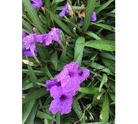 PLAT FIRM Germination Seeds: 4 Mexican Petunia Purple Showers Purple Flowers, Blooms All Summer Long WPB FL
