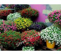 PLAT FIRM Germination Seeds: Kabloom Calibrachoa Mixed Bonsai Hanging Petunia, Professional Pack, 200 Seeds
